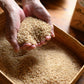 【新米】令和４年産 有機玄米5kg　たらふく有機JAS（転換期間中）米　農薬・化学肥料不使用 - つじ農園｜Tarafuku Rice Farm