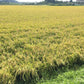 【新米】令和４年産 有機白米5kg　たらふく有機JAS（転換期間中）米　農薬・化学肥料不使用 - つじ農園｜Tarafuku Rice Farm